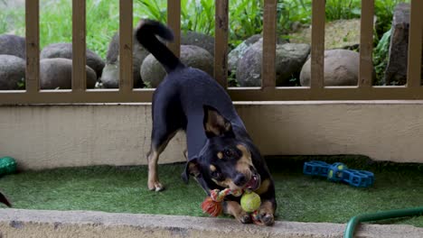Dog-Taunting-Another-Dog--with-Toy