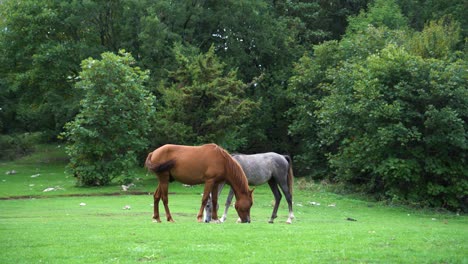 Pair-of-horses-roam-freely-in-the-meadow-with-green-grass-near-the-forest-with-dense-trees