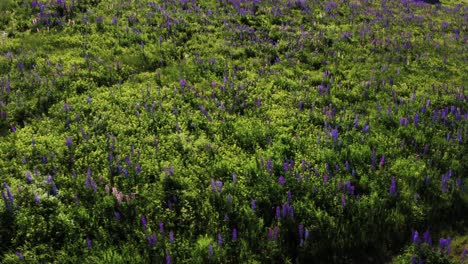 Top-down-shot-of-lupine-field-with-relaxing-wind