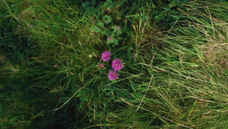 A-close-up-rotation-shot-of-a-purple-wildflower-in-a-green-grass-meadow