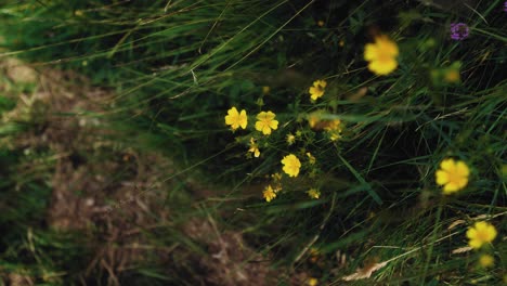 A-close-up-rotation-shot-of-a-yellow-wildflower-in-a-green-grass-meadow