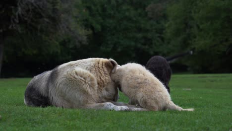 Three-dogs-of-family-playing-on-meadow,-little-puppies-and-their-mother,-cute-animals