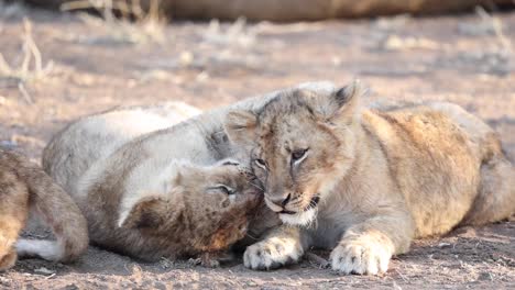 Two-playful-lion-cubs-playing-affectionately-in-Mashatu-Game-Reserve,-Botswana