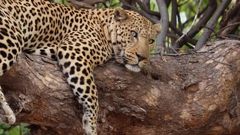 Ein-Ruhender-Leopard-Schaut-Von-Seinem-Baum-Im-Mashatu-Game-Reserve,-Botswana,-Zu