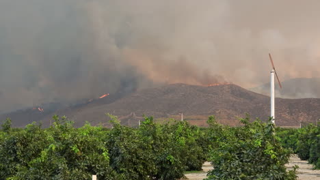 Wild-fire-rages-in-the-distance-as-smoke-climbs-over-an-Orange-Orchard