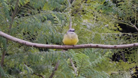 Golden-bellied-Flycatcher-Perched-on-Branch-Looking-Around