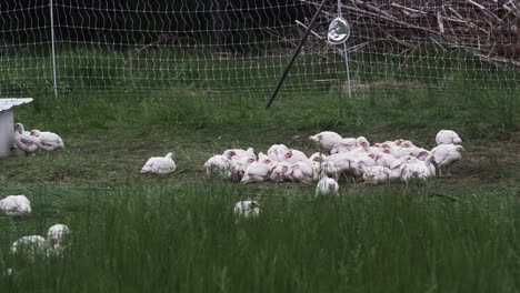 Chickens-eating-in-grassy-field-on-small-farm