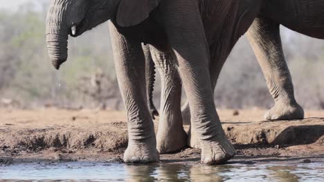 Cropped,-static-clip-of-a-young-elephant-with-a-damaged-trunk-drinking-water-in-Mashatu-Game-Reserve,-Botswana
