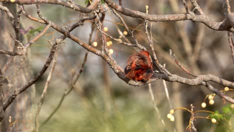 A-Lowland-Hepatic-Tanager-perching-on-a-tree-with-morning-light-1