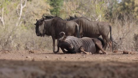 Blue-wildebeest-dust-bathing-in-Mashatu-Game-Reserve,-Botswana