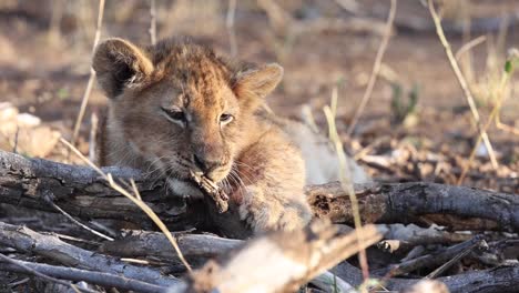 Ein-Löwenjunges,-Das-Auf-Einem-Stock-Im-Mashatu-Game-Reserve,-Botswana,-Kaut