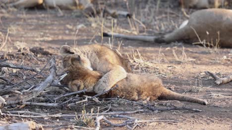Two-lion-cubs-wrestling-in-the-dry-earth-in-Mashatu-Game-Reserve,-Botswana