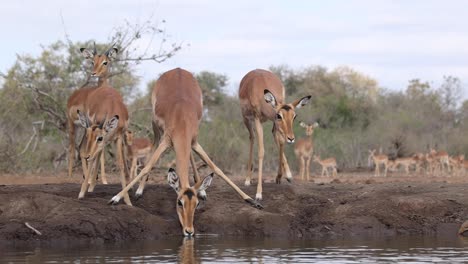 A-herd-of-impala-bend-to-drink-at-a-waterhole-in-Mashatu-Game-Reserve,-Botswana