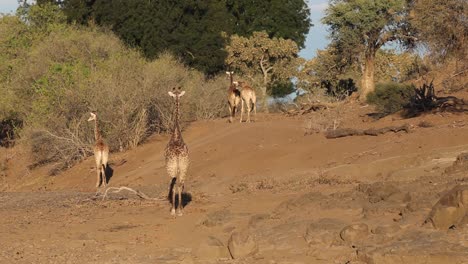 Four-giraffes-walking-away-in-front-light-in-Mashatu-Game-Reserve,-Botswana