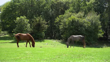 Two-wild-horses-graze-the-green-grass-of-the-meadow-in-sunshine-near-the-forest