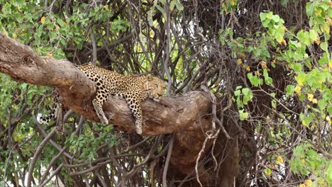 A-watchful-leopard-resting-in-an-Nyala-tree-in-Mashatu-Game-Reserve,-Botswana