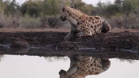 A-watchful-spotted-hyena-drinking-at-a-waterhole-in-Mashatu-Game-Reserve,-Botswana