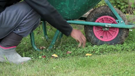 Picking-up-leaves-in-the-garden-with-wheelbarrow-stock-footage