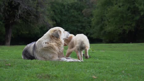 Un-Cachorrito-Juguetón-Besa-Y-Lame-A-Su-Madre,-Verdadero-Amor-Por-Los-Animales-En-La-Naturaleza