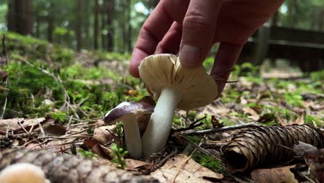 Low-angle-close-up-shot-of-a-mushroom,-a-hand-enters-the-frame-and-inspects-the-mushroom-briefly