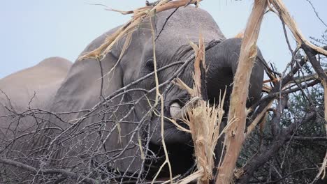 Close-up-of-an-elephant-browsing-in-Mashatu-Game-Reserve,-Bostwana