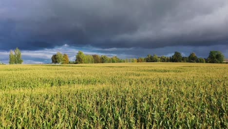 Bright-sunshine-on-endless-cornfield-with-massive-dark-clouds-in-horizon,-fly-forward