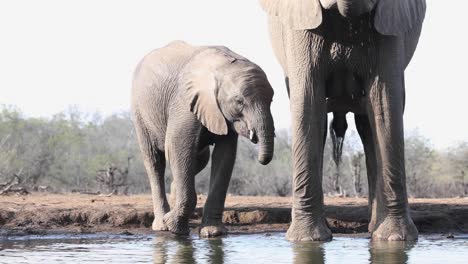 A-young-elephant-with-half-a-trunk-drinking-water-in-Mashatu-Game-Reserve,-Botswana.