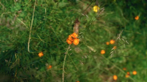 A-close-up-rotation-shot-of-an-orange-wildflower-with-a-small-bee-standing-on-it