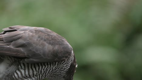 Macro-of-wild-Hawk-unpick-prey-after-hunt-in-nature---Feathers-flying-around---slow-motion