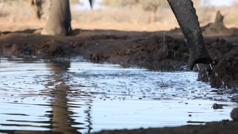 Static-clip-of-the-trunks-of-two-elephants-drinking-and-dripping-water-in-Mashatu-Game-Reserve,-Botswana
