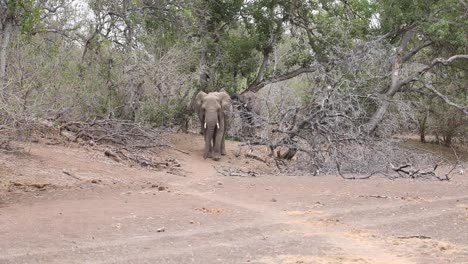 An-elephant-walking-on-a-dusty-game-trail-towards-the-camera-in-Mashatu-Game-Reserve,-Botswana