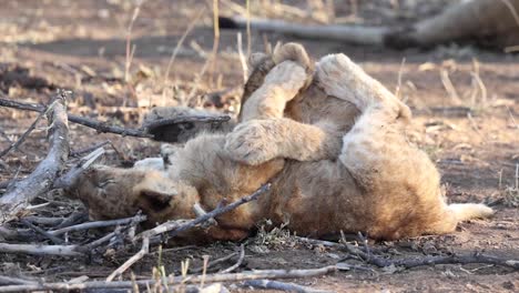Two-playful-lion-cubs-wrestling-on-the-ground-in-Mashatu-Game-Reserve,-Botswana