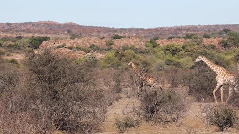 Four-giraffes-walking-in-sunshine-across-Mashatu-Game-Reserve,-Botswana