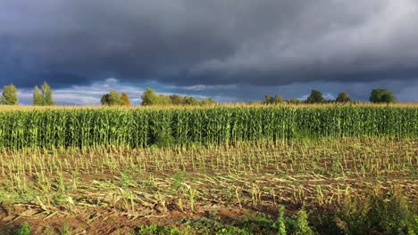 Majestic-cornfield-with-bright-sunshine-and-massive-dark-clouds-above,-dolly-backward