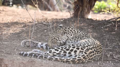 A-relaxed-leopard-bathing-herself-on-the-ground-in-Mashatu-Game-Reserve,-Botswana