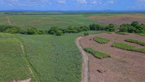 Panoramablick-Auf-Einen-Landwirtschaftlichen-Betrieb-Mit-Zuckerrohrernte-Für-Die-Rumherstellung-In-San-Pedro-De-Macoris,-Dominikanische-Republik