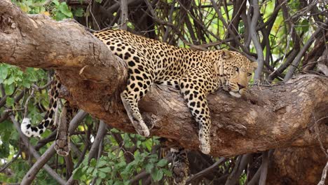 A-watchful-male-leopard-resting-in-a-tree-in-Mashatu-Game-Reserve,-Botswana