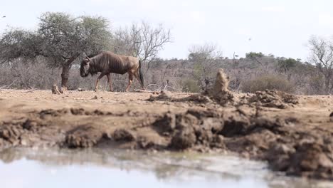 A-blue-wildebeest-walking-slowly-across-the-frame-in-Mashatu-Game-Reserve,-Botswana