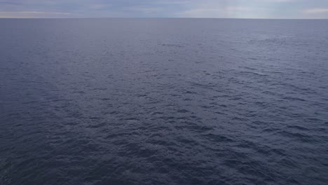 Humpback-Whales-Swimming-In-The-Open-Blue-Sea-At-Sunrise-In-Australia