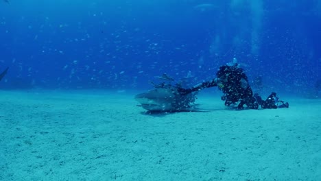A-scuba-diver-petting-Tiger-shark-while-the-shark-is-a-rest-in-tonic-immobility