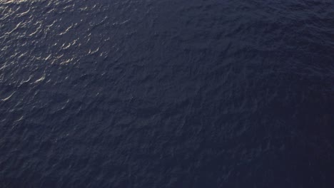 Vista-Aérea-Ballenas-Jorobadas--Nadando-En-El-Mar