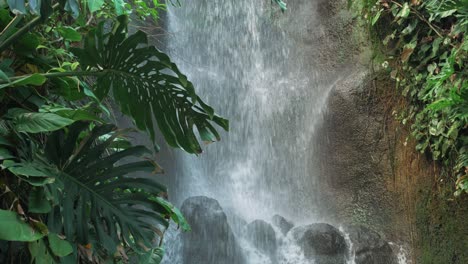 Fresh-foliage-green-plants-in-rainforest-waterfall-setting-1