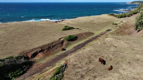 Cattle-grazing-on-the-top-of-dry-grassy-cliff-overlooking-the-dark-blue-sea