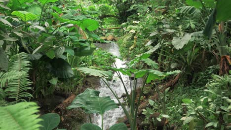 Plantas-Verdes-De-Follaje-Fresco-En-El-Entorno-De-La-Corriente-De-La-Selva-Tropical