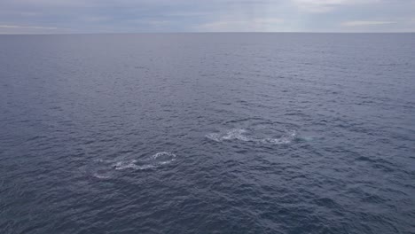 Buckelwale-Schwimmen-Am-Frühen-Morgen-An-Der-Australischen-Küste