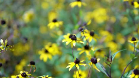 Black-eyed-Susan-rudbeckia-flower,-yellow-flower-blooming-in-the-garden