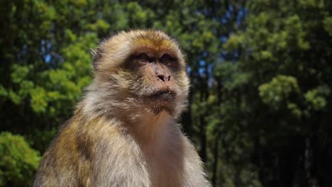 4K-Footage-of-a-single-Barbary-Macaque,-Macaca-sylvanus-1