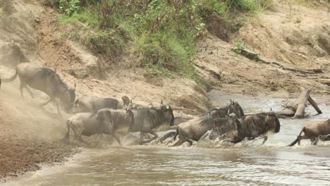 ñus-Nerviosos-Entrando-Al-Agua-Para-Cruzar-Un-Río-Durante-La-Gran-Migración-En-Masai-Mara,-Kenia