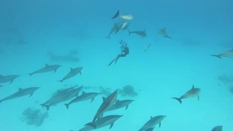 Freediving-With-Pod-Bottlenose-Dolphins-in-Marsa-Alam,-Egypt,-red-sea