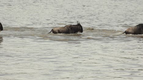 A-slow-motion-clip-of-a-line-of-wildebeest-swimming-past-a-hungry-crocodile-in-the-Masai-Mara,-Kenya